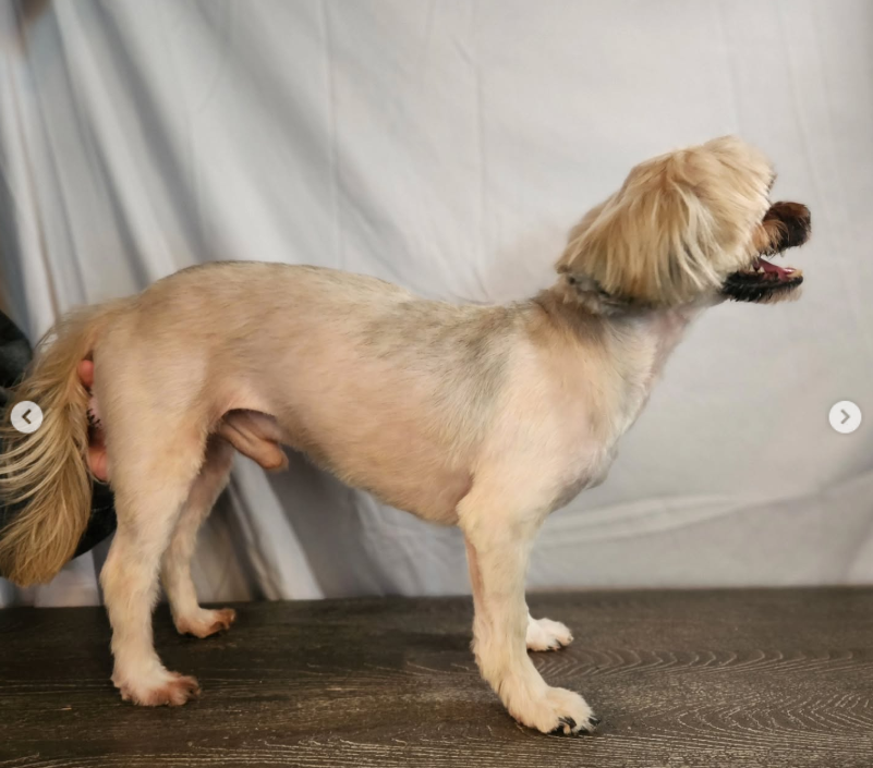 Pet grooming client transformation